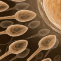 artificial insemination