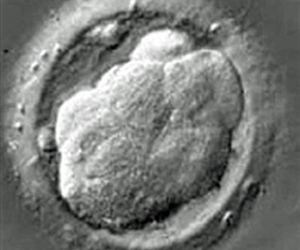 embryo