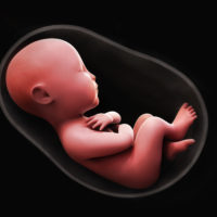 coronavirus fetus
